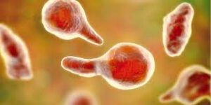 Mycoplasma genitalium