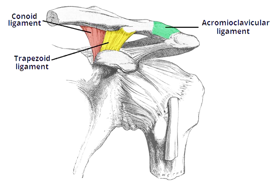 Ligament of gewrichtsband