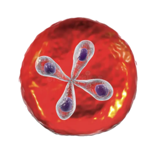 Microscopisch beeld van Babesia-parasieten in rode bloedcellen